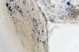  Plumas Lake, CA Mold Removal Pros